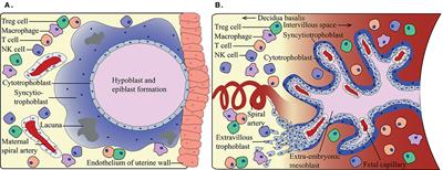 Regulatory T Cells in Pregnancy: It Is Not All About FoxP3